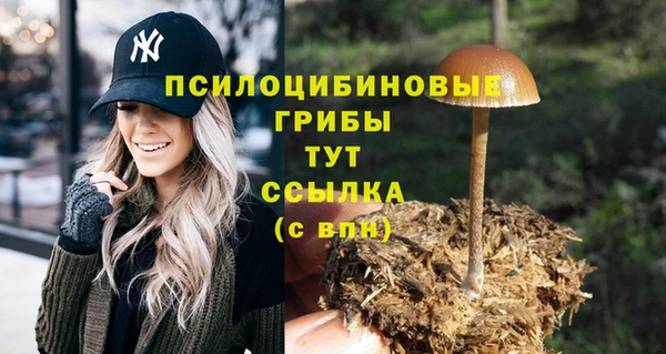 прущие грибы Лабытнанги