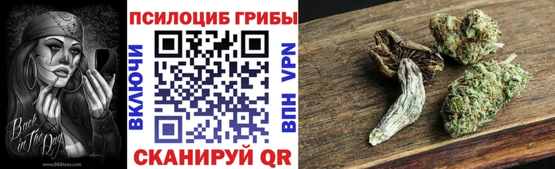 Купить  Юрьевец  Псилоцибиновые грибы Cubensis 